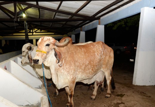 Feira de Animais gera 450 mil reais em novos negócios