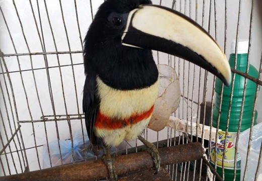 SEDEA alerta sobre crime ambiental