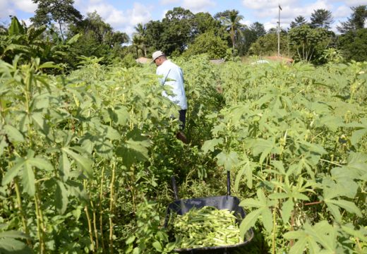 Prefeitura inicia Cadastro do Agricultor Familiar