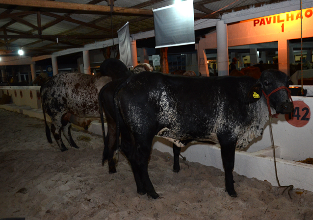 leiloes agropecuarios2