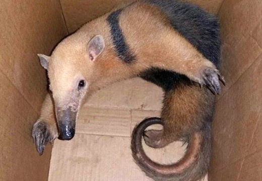 SEDEA realiza captura de Tamanduá Mirim em Santa Terezinha