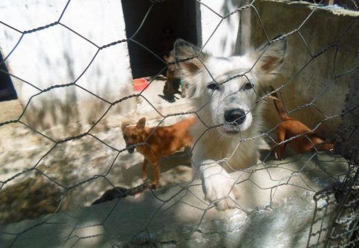 Prefeitura renova contrato com a Fundação Anjos de Quatro Patas