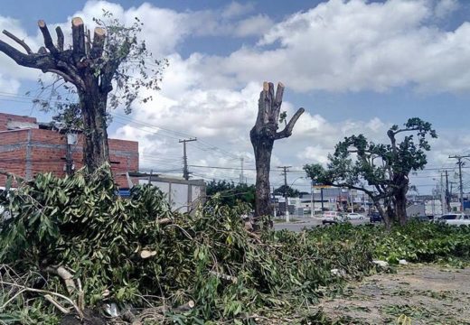 Prefeitura autua empresa por poda irregular e promove ação de educação ambiental