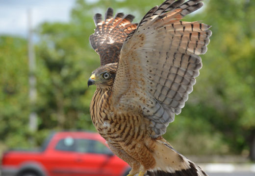 Voluntários recuperam e devolvem à natureza cerca de 20 aves de rapina em Alagoinhas