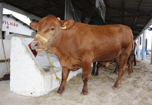 Expo Alagoinhas promete incremento na venda de animais este ano