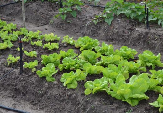 Com apoio da Prefeitura, agricultores familiares quilombolas participarão de curso de olericultura