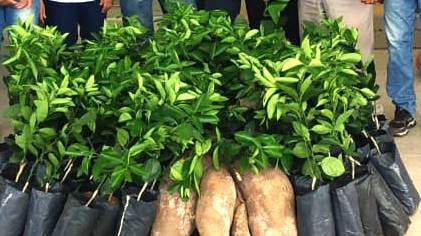 Incentivo à agricultura familiar: Prefeitura distribui mudas de laranjeiras a produtores rurais