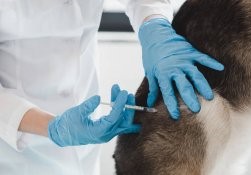 Confira os pontos de vacinação antirrábica animal em Alagoinhas