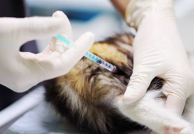 Vacinação antirrábica para cães e gatos será realizada a partir desta terça-feira (19), como parte da campanha nacional