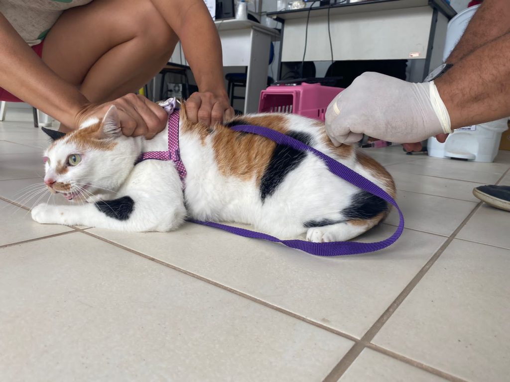 WhatsApp-Image-2022-09-10-at-18.53.09-1024x768 Alagoinhas: SESAU realiza Dia D de vacinação contra raiva para cães e gatos; campanha segue até 17 de setembro