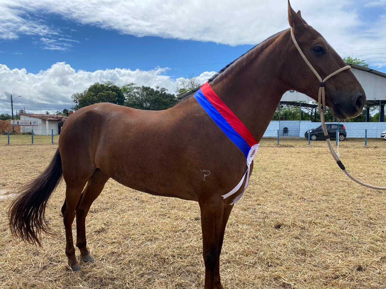 Foto de Cavalo Pulando Competição e mais fotos de stock de Animal