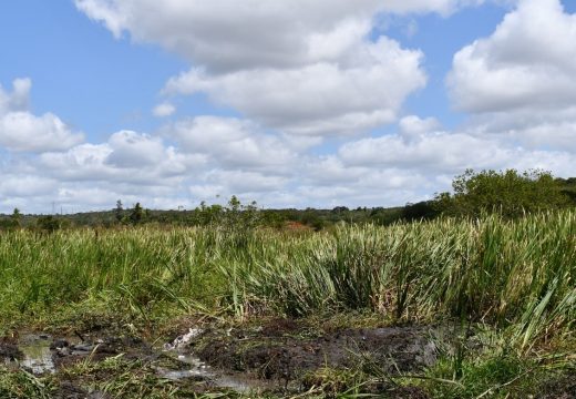 Prevenção e limpeza: Prefeitura realiza desassoreamento dos rios do município