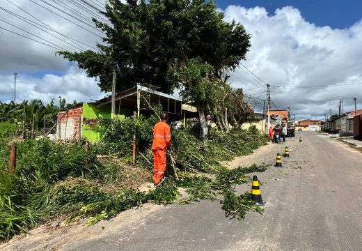 Prefeitura aumenta o número de equipes para o serviço de poda de árvores