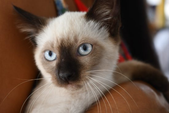 Alagoinhas promove primeira Feira de Adoção de Animais de 2026 neste sábado (21)