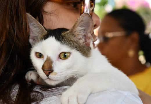 Prefeitura de Alagoinhas realiza mais uma edição da Feira de Adoção Animal
