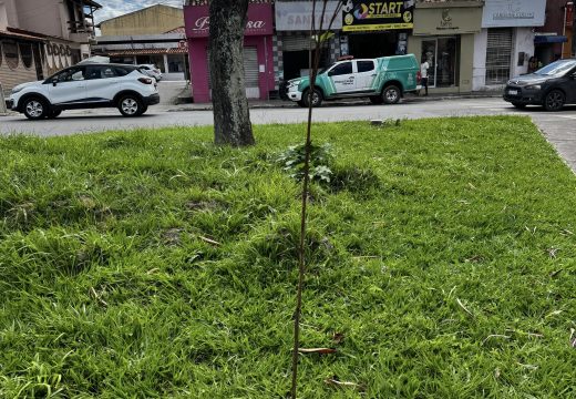 Prefeitura dá continuidade ao plano de arborização urbana com novo plantio de mudas em Alagoinhas