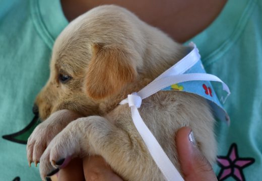 Cães e gatos: Alagoinhas fortalece a cultura da adoção responsável