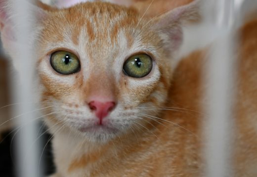 Prefeitura de Alagoinhas realiza 1ª edição de 2026 da Feira de Adoção de Animais