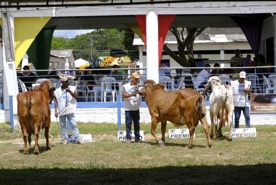 Com julgamentos ranqueados, Sealba Alagoinhas amplia o protagonismo da agropecuária nordestina