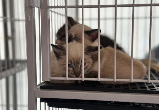 Prefeitura de Alagoinhas realiza Feira de Adoção de Animais no próximo sábado, 25 de julho