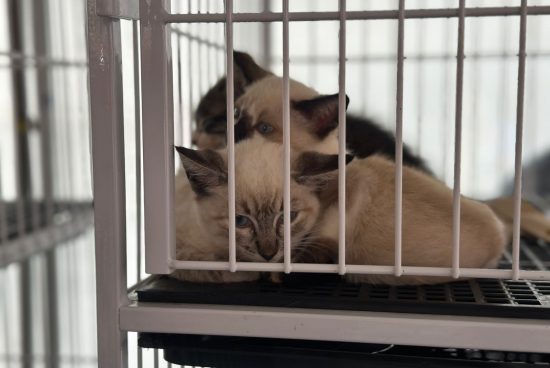 Prefeitura de Alagoinhas realiza Feira de Adoção de Animais no próximo sábado, 25 de julho
