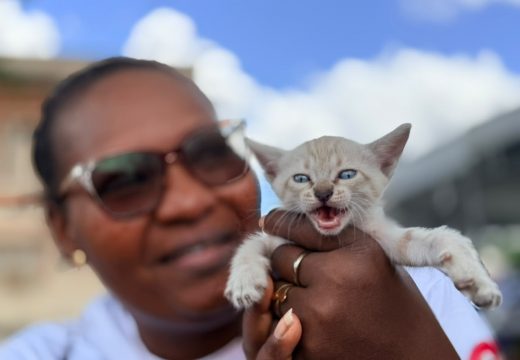 Feira de Adoção mobiliza comunidade e garante novos lares para dezenas de animais